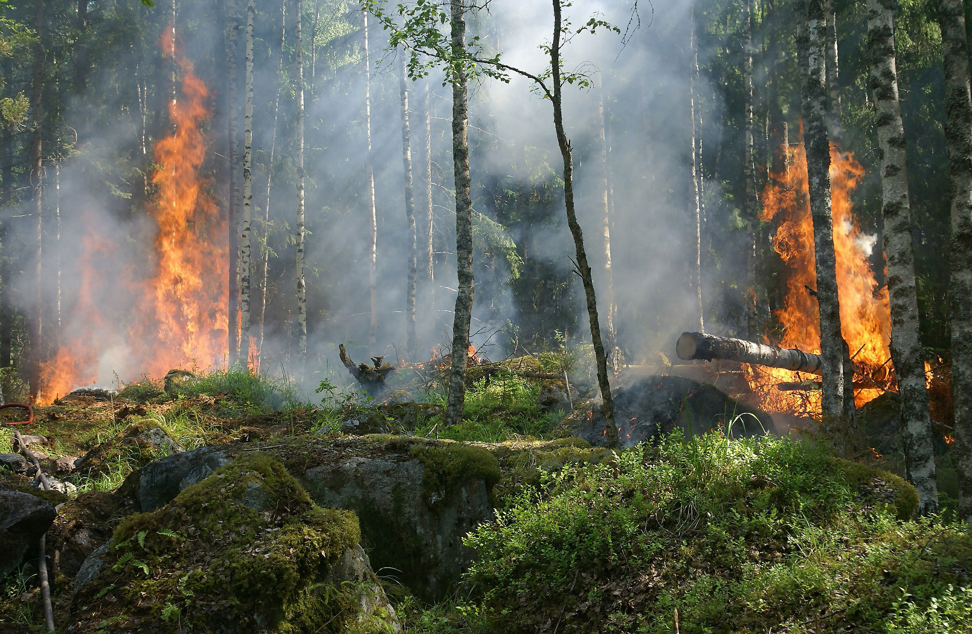 Wildfire Defense Tips